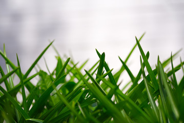 green grass on a white background