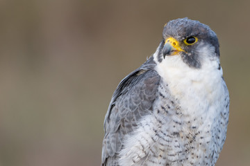 A close up portrait of a wild nordic peregrine falcon (Falco peregrinus calidus)