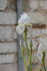Weiße Iris vor Natursteinwand 