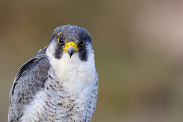 A close up portrait of a wild nordic peregrine falcon (Falco peregrinus calidus)