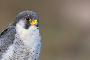 A close up portrait of a wild nordic peregrine falcon (Falco peregrinus calidus)