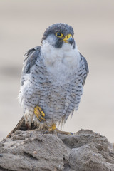 A nordic peregrine falcon (Falco peregrinus calidus) in the ground and taking care of his plumage.