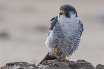A nordic peregrine falcon (Falco peregrinus calidus) in the ground and taking care of his plumage.