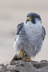 A nordic peregrine falcon (Falco peregrinus calidus) in the ground and taking care of his plumage.