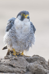 A nordic peregrine falcon (Falco peregrinus calidus) in the ground and taking care of his plumage.