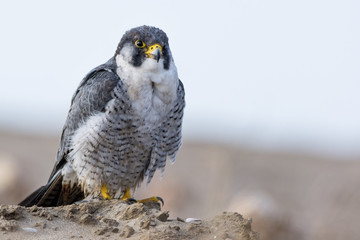 A nordic peregrine falcon (Falco peregrinus calidus) in the ground and taking care of his plumage.