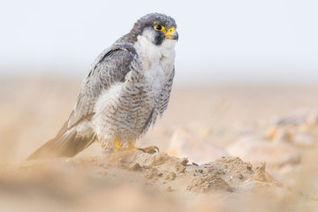 A nordic peregrine falcon (Falco peregrinus calidus) in the ground and taking care of his plumage.