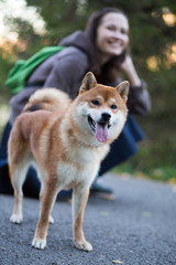 Dog's Frendship Shiba Inu  and girl (
person, owner)