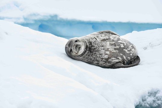 Phoque weddell Antarctique iceberg