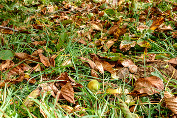 fallen walnuts in the grass