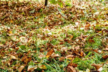 fallen walnuts in the grass