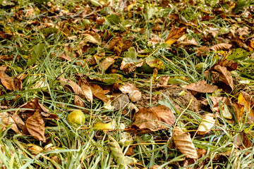 fallen walnuts in the grass