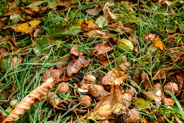 fallen walnuts in the grass