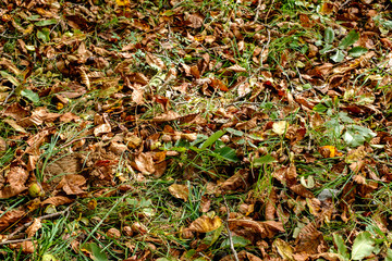 fallen walnuts in the grass