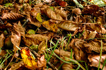 fallen walnuts in the grass