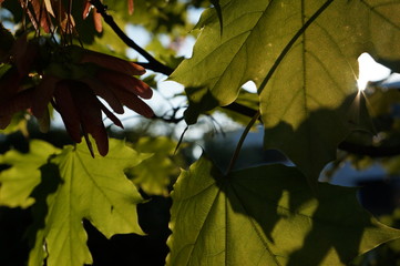 autumn leaves in the sun