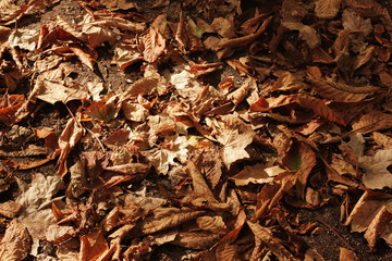montón de hojas de otoño vistas en vista cenital