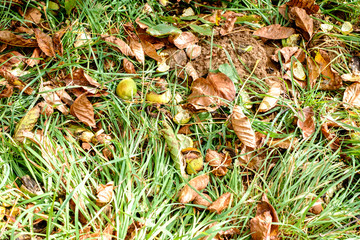 fallen walnuts in the grass