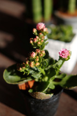 Blooming pink kalanchoe blossfeldiana flowers, Fragrant floral in garden with natural sunlight