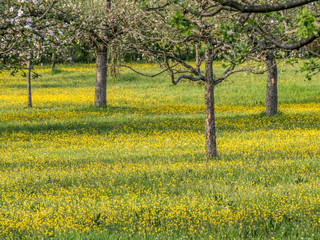 Streuobstwiese im Frühjahr