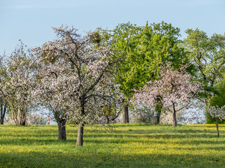 Naklejka premium Streuobstwiese im Frühjahr