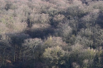 Obraz na płótnie Canvas Forest dieback