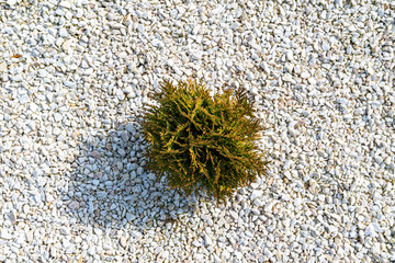 Fototapeta premium A small rocky area in front of the house with a plant inside and white decorative pebbles, top view.