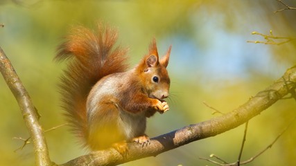 Ein rotes eurasisches Eichhörnchen sitzt im Frühling auf einem Ast und knabbert an einer Nuss,...
