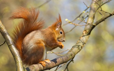 Naklejka na ściany i meble Ein rotes eurasisches Eichhörnchen sitzt im Frühling auf einem Ast und knabbert an einer Nuss, sciurus vulgaris