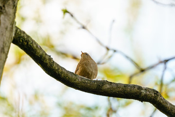 Wren (Troglodytes troglodytes) perched on a branch, backlit by early morning light, taken in London, England