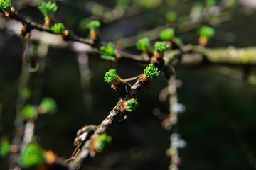 young larix larch branch close up