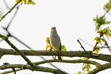 Blackcap (Sylvia atricapilla) perched in a tree singing, taken in England