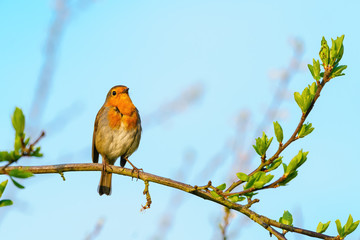 European Robin (Erithacus rubecula) perched on a branch in spring time, London
