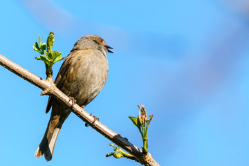 Dunnock (Prunella modularis) perched on a branch, taken in West London