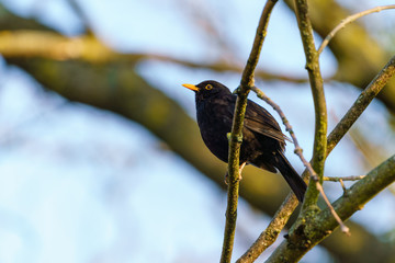 Blackbird (Turdus merula) perched on a branch, taken in the UK