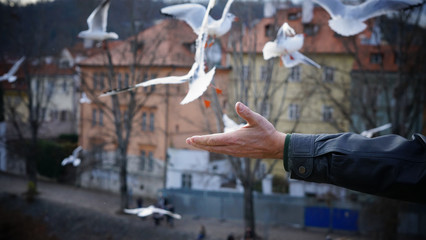 Gulls in the city 