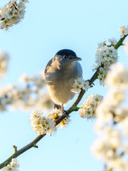 Blackcap (Sylvia atricapilla) perched in a tree in full speing bloom, taken in England