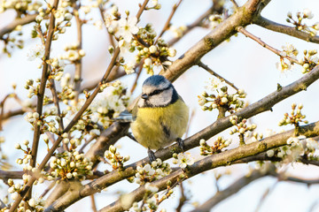 Naklejka premium Blue Tit (Cyanistes caeruleus) perched in a tree in bloom, taken in London, England