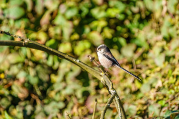 Long-tailed tit (Aegithalos caudatus) perched on a twig, taken in the UK