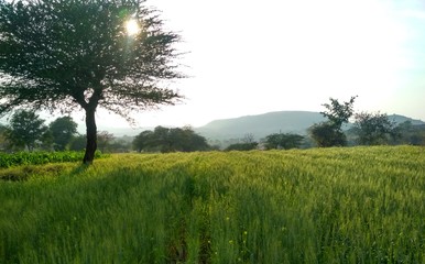 Wheat field and morning sun