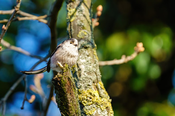 Long-tailed tit (Aegithalos caudatus) perched on a twig, taken in London, England