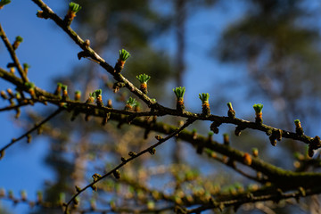 young larix larch branch close up