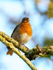 European Robin (Erithacus rubecula) in early morning light, singing, taken in London