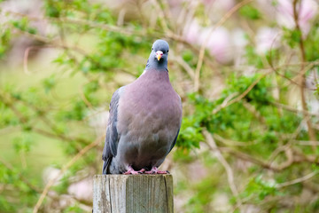 Common Wood Pigeon (Columba palumbus) sitting on a post, looking at camera, taken in England