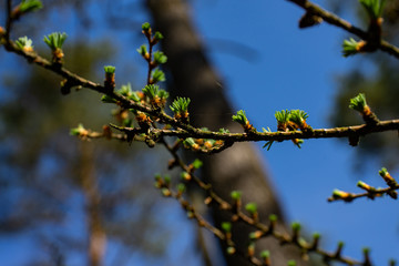 young larix larch branch close up