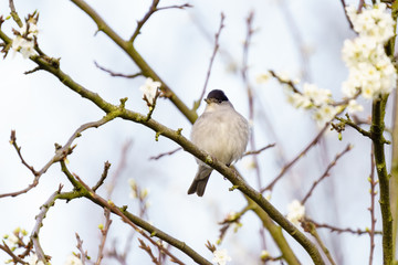 Blackcap (Sylvia atricapilla) perched on a blooming bush in spring, taken in England