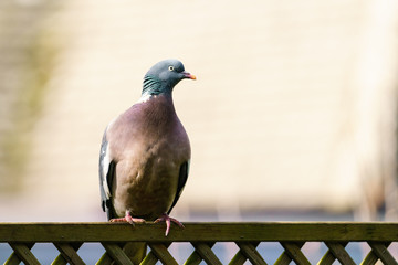 Common Wood Pigeon (Columba palumbus) perched on a fence, taken in London
