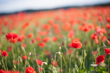 Field of red poppies