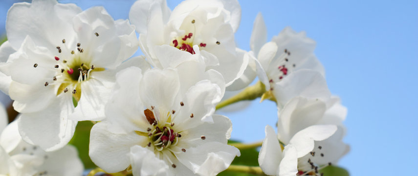 Beautiful bright white pear flowers against a blue sky. Horizontal photo on a sunny spring day. Macro shooting.