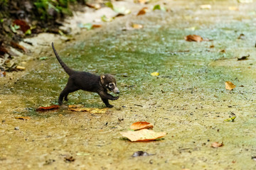 Baby Ring-Tailed Coati (Nasua nasua rufa) running over path, taken in Costa Rica